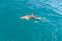 Big Duck Dolphins-6281