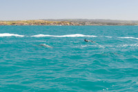 Big Duck Dolphins-6509