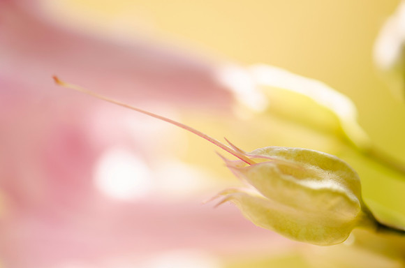 Macro-1771ASSESSMENT