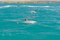 Big Duck Dolphins-6497