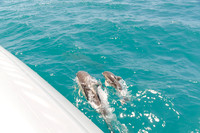 Big Duck Dolphins-6311