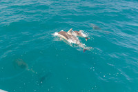 Big Duck Dolphins-6343