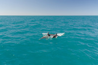 Big Duck Dolphins-6303