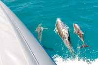 Big Duck Dolphins-6276