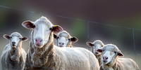Sheep at Sunset